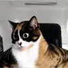 Стикер 11 Куки кот