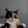 Стикер 7 Куки кот