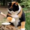 Стикер 8 Куки кот