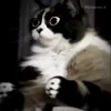 Стикер 32 Куки кот