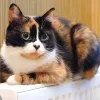 Стикер 16 Куки кот