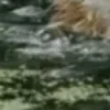 Стикер 58 Куки кот