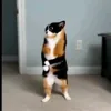Стикер 26 Куки кот
