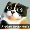 Стикер 20 Куки кот