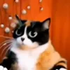 Стикер 30 Куки кот