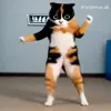 Стикер 27 Куки кот