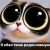 Стикер 21 Куки кот