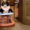 Стикер 10 Куки кот