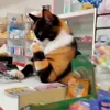 Стикер 28 Куки кот