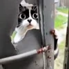 🤩 Эмодзи «Куки» для Telegram
