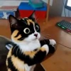 🤩 Эмодзи «Куки» для Telegram