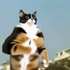 🤩 Эмодзи «Куки» для Telegram
