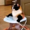 🤩 Эмодзи «Куки» для Telegram