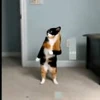 🤩 Эмодзи «Куки» для Telegram