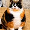 🤩 Эмодзи «Куки» для Telegram