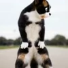 🤩 Эмодзи «Куки» для Telegram
