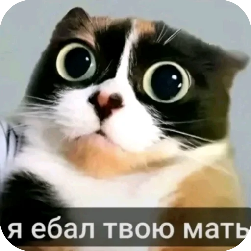 🐱 Стикер «Куки под дозой» для Telegram