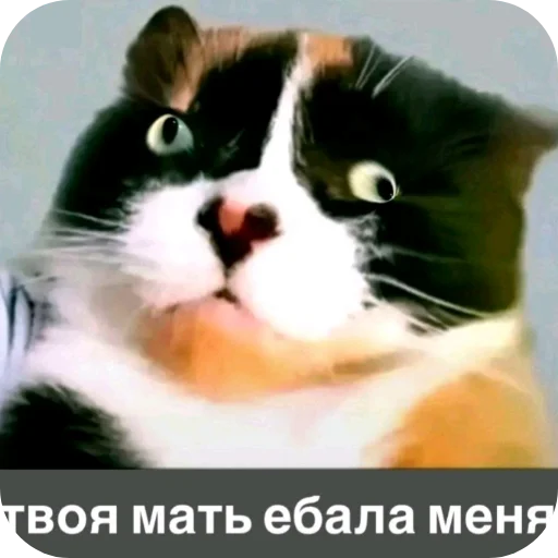 🐱 Стикер «Куки под дозой» для Telegram