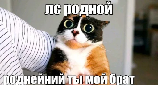 🤩 Стикер «Куки под дозой» для Telegram