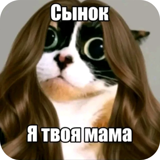 🐱 Стикер «Куки под дозой» для Telegram