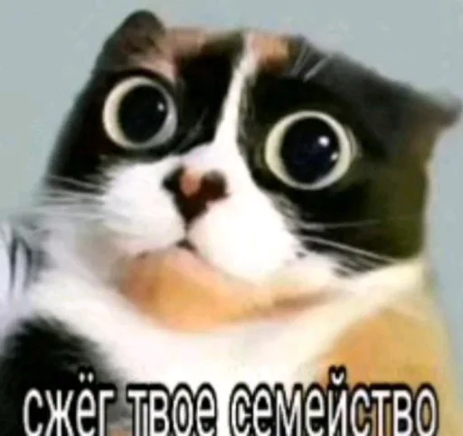 🤩 Стикер «Куки под дозой» для Telegram