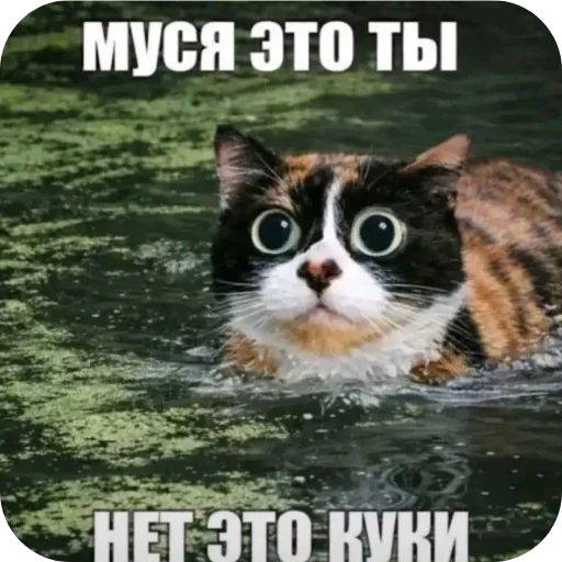 🐱 Стикер «Куки под дозой» для Telegram
