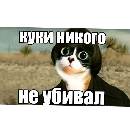 🐱 Стикер «Куки под дозой» для Telegram