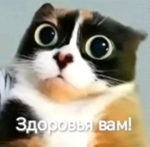 🤩 Стикер «Куки под дозой» для Telegram