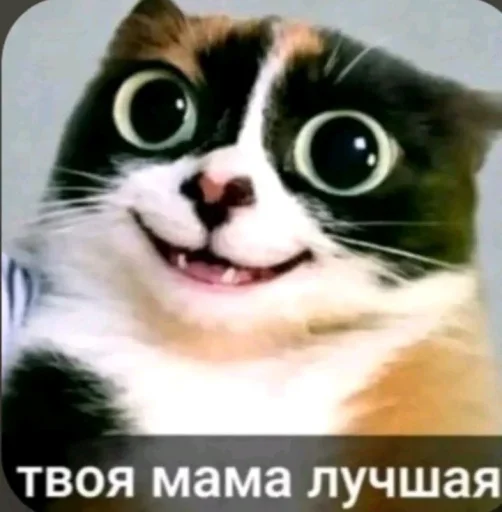 🤩 Стикер «Куки под дозой» для Telegram
