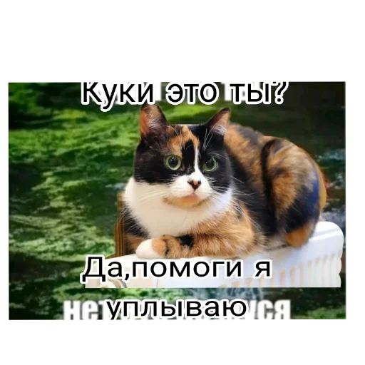 🐱 Стикер «Куки под дозой» для Telegram