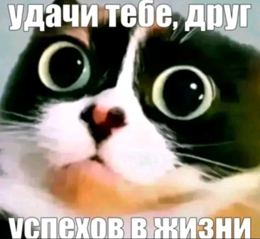 🤩 Стикер «Куки под дозой» для Telegram
