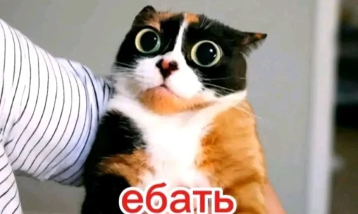 🤩 Стикер «Куки под дозой» для Telegram