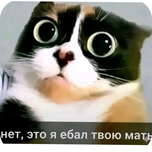 🐱 Стикер «Куки под дозой» для Telegram