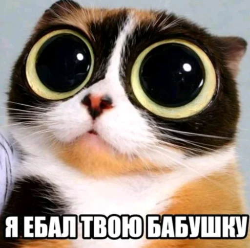🤩 Стикер «Куки под дозой» для Telegram