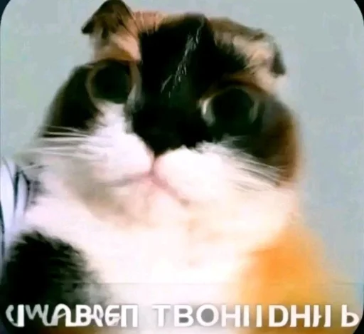 🤩 Стикер «Куки под дозой» для Telegram