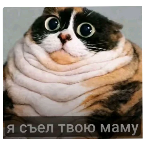 🐱 Стикер «Куки под дозой» для Telegram