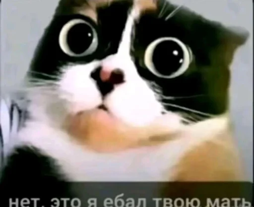 🤩 Стикер «Куки что это блять?» для Telegram