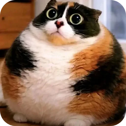 🐱 Стикер «Куки что это блять?» для Telegram