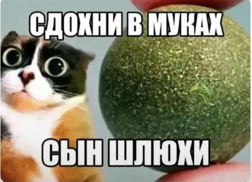 🤩 Стикер «Куки что это блять?» для Telegram