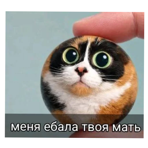 🐱 Стикер «Куки что это блять?» для Telegram