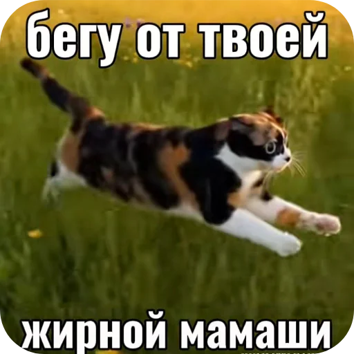 🐶 Стикер «Куки что это блять?» для Telegram