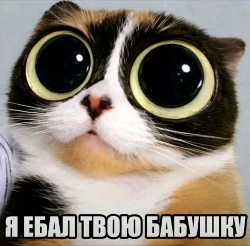 🤩 Стикер «Куки что это блять?» для Telegram