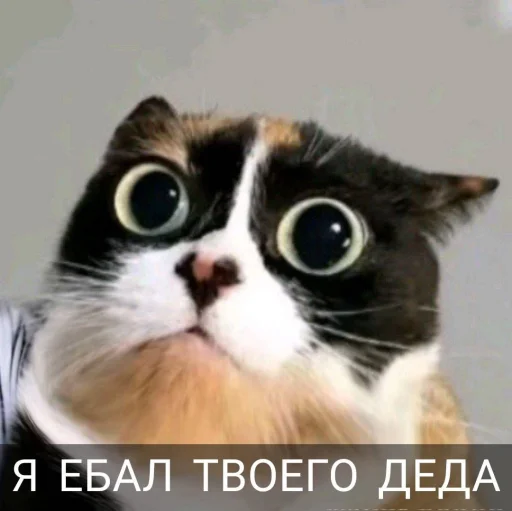 🤩 Стикер «Куки что это блять?» для Telegram
