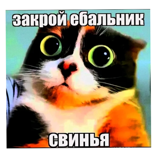 🐱 Стикер «Куки что это блять?» для Telegram