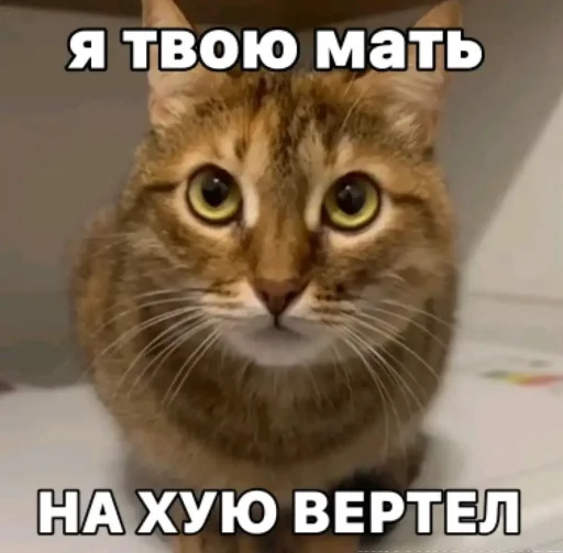 🤩 Стикер «Куки что это блять?» для Telegram