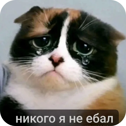 🐱 Стикер «Куки что это блять?» для Telegram