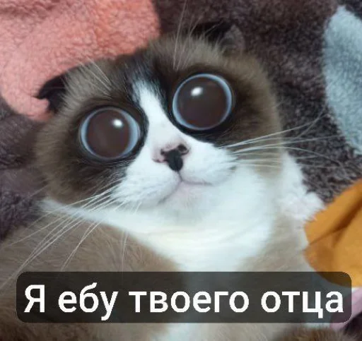 🤩 Стикер «Куки что это блять?» для Telegram