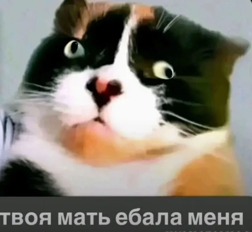 🤩 Стикер «Куки что это блять?» для Telegram