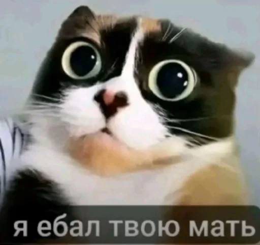 🤩 Стикер «Куки что это блять?» для Telegram