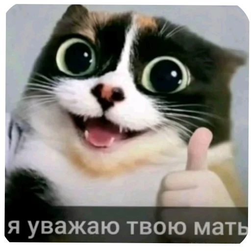 🐱 Стикер «Куки что это блять?» для Telegram